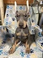 Roo #7, a male Doberman Pinscher for sale in Hollister, MO – 3 of 10