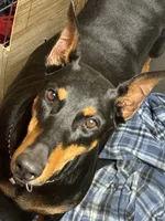 Roo #8, a male Doberman Pinscher for sale in Hollister, MO – 9 of 10