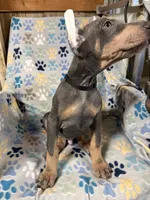 Roo #7, a male Doberman Pinscher for sale in Hollister, MO – 4 of 10