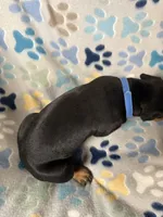 Roo #5, a male Doberman Pinscher for sale in Hollister, MO – 7 of 8
