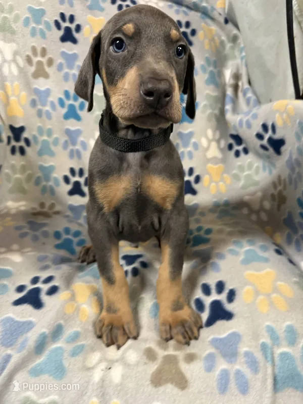 Roo #7 – Doberman Pinscher puppy for sale in Hollister, MO