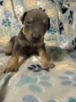 Roo #3, a female Doberman Pinscher for sale in Hollister, MO – 7 of 10