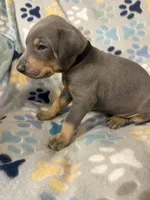 Roo #7, a male Doberman Pinscher for sale in Hollister, MO – 9 of 9