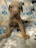 Roo #6, a male Doberman Pinscher for sale in Hollister, MO – 2 of 8