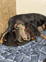 Roo #4, a female Doberman Pinscher for sale in Hollister, MO – 8 of 8