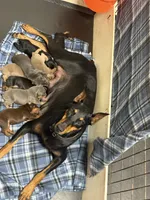 Roo #6, a male Doberman Pinscher for sale in Hollister, MO – 7 of 8