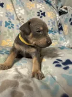 Roo #3, a female Doberman Pinscher for sale in Hollister, MO – 8 of 10