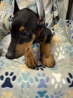 Roo #8, a male Doberman Pinscher for sale in Hollister, MO – 5 of 10