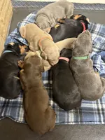 Roo #4, a female Doberman Pinscher for sale in Hollister, MO – 4 of 8