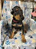 Roo #8, a male Doberman Pinscher for sale in Hollister, MO – 3 of 10
