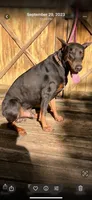Roo #8, a male Doberman Pinscher for sale in Hollister, MO – 10 of 10