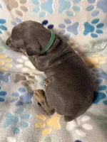 Roo #9, a male Doberman Pinscher for sale in Hollister, MO – 3 of 8