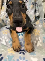 Roo #8, a male Doberman Pinscher for sale in Hollister, MO – 4 of 10