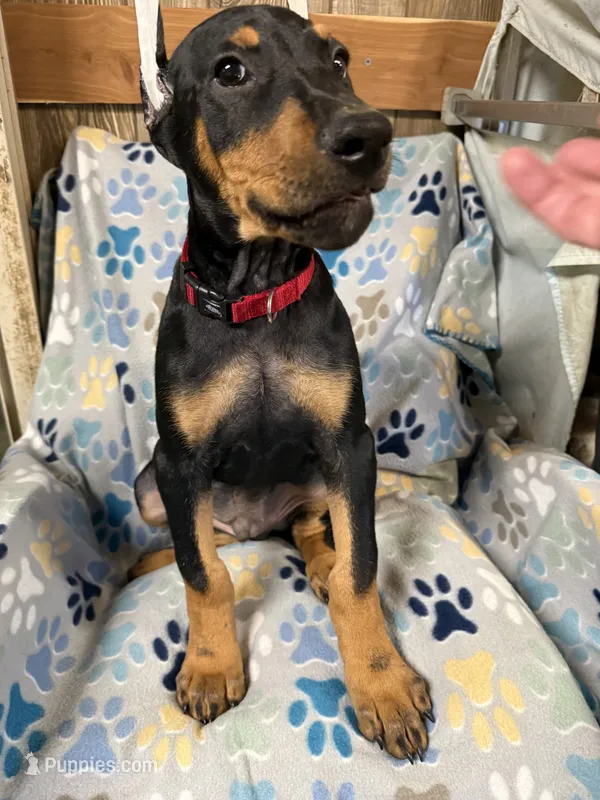 Roo #8 – Doberman Pinscher puppy for sale in Hollister, MO