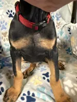 Roo #8, a male Doberman Pinscher for sale in Hollister, MO – 6 of 10