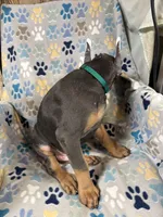 Roo #9, a male Doberman Pinscher for sale in Hollister, MO – 5 of 10