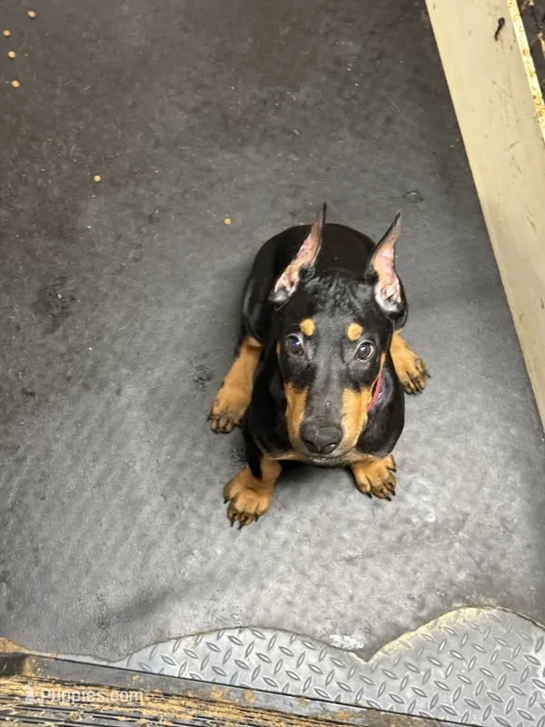 Roo #8 – Doberman Pinscher puppy for sale in Hollister, MO