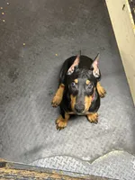 Roo #8, a male Doberman Pinscher for sale in Hollister, MO – 1 of 8