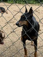 Roo #3, a female Doberman Pinscher for sale in Hollister, MO – 9 of 10