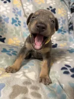 Roo #3, a female Doberman Pinscher for sale in Hollister, MO – 2 of 10