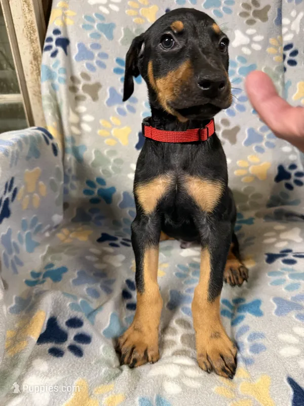 Roo #8 – Doberman Pinscher puppy for sale in Hollister, MO