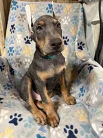 Roo #9, a male Doberman Pinscher for sale in Hollister, MO – 2 of 10
