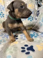 Roo #9, a male Doberman Pinscher for sale in Hollister, MO – 8 of 8
