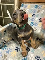 Roo #9, a male Doberman Pinscher for sale in Hollister, MO – 4 of 10
