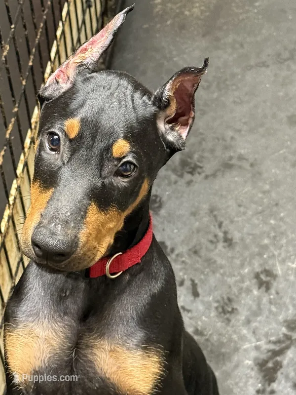 Roo #8 – Doberman Pinscher puppy for sale in Hollister, MO