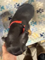 Roo #8, a male Doberman Pinscher for sale in Hollister, MO – 5 of 9