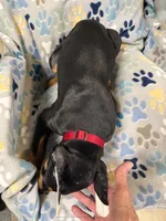 Roo #8, a male Doberman Pinscher for sale in Hollister, MO – 8 of 10