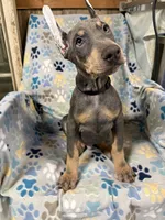 Roo #7, a male Doberman Pinscher for sale in Hollister, MO – 2 of 10