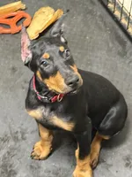 Roo #8, a male Doberman Pinscher for sale in Hollister, MO – 3 of 8