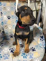 Roo #8, a male Doberman Pinscher for sale in Hollister, MO – 2 of 10