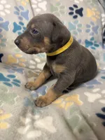 Roo #3, a female Doberman Pinscher for sale in Hollister, MO – 5 of 10