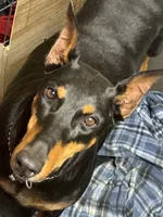 Roo #4, a female Doberman Pinscher for sale in Hollister, MO – 7 of 8
