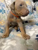 Roo #4, a female Doberman Pinscher for sale in Hollister, MO – 6 of 8