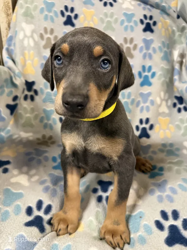 Roo #3 – Doberman Pinscher puppy for sale in Hollister, MO