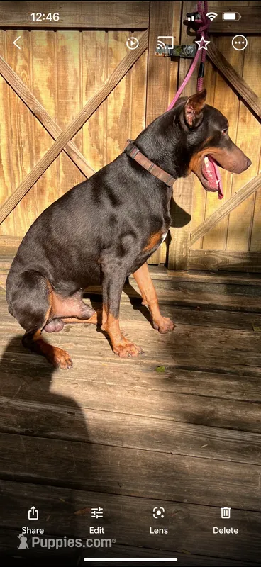 Roo #5 – Doberman Pinscher puppy for sale in Hollister, MO