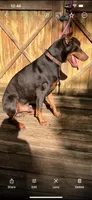 Roo #5, a male Doberman Pinscher for sale in Hollister, MO – 1 of 8