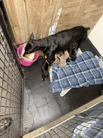 Roo #3, a female Doberman Pinscher for sale in Hollister, MO – 10 of 10