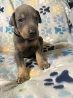 Roo #7, a male Doberman Pinscher for sale in Hollister, MO – 8 of 9
