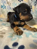 Roo #5, a male Doberman Pinscher for sale in Hollister, MO – 6 of 8