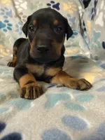 Roo #5, a male Doberman Pinscher for sale in Hollister, MO – 5 of 8