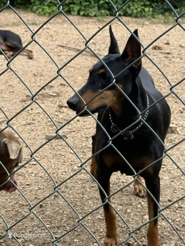 Roo #6 – Doberman Pinscher puppy for sale in Hollister, MO