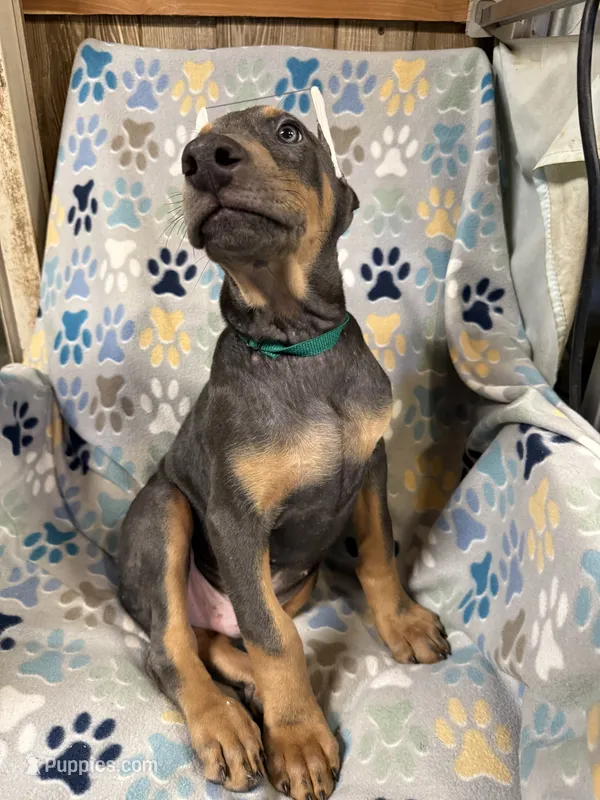 Roo #9 – Doberman Pinscher puppy for sale in Hollister, MO