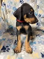 Roo #8, a male Doberman Pinscher for sale in Hollister, MO – 4 of 9