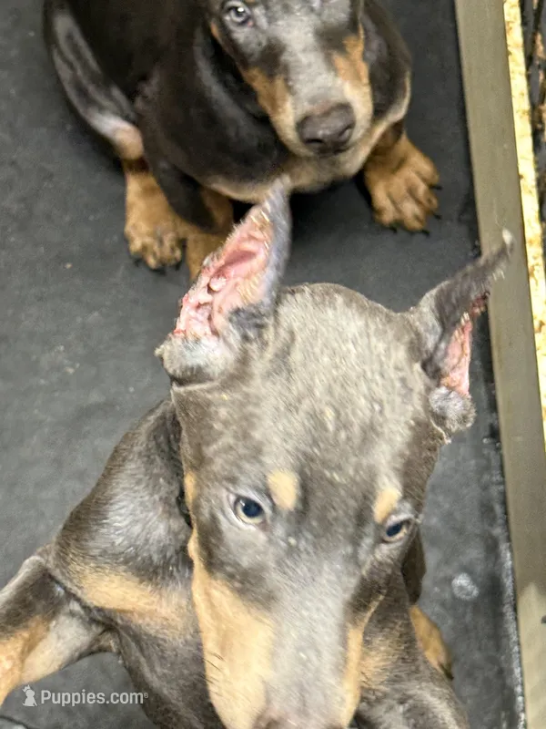 Roo #7 – Doberman Pinscher puppy for sale in Hollister, MO