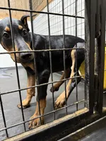 Roo #8, a male Doberman Pinscher for sale in Hollister, MO – 2 of 8