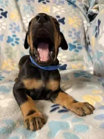 Roo #5, a male Doberman Pinscher for sale in Hollister, MO – 8 of 8